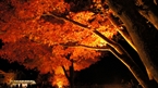 河口湖紅葉まつり / Kawaguchiko autumn leaves Festival.